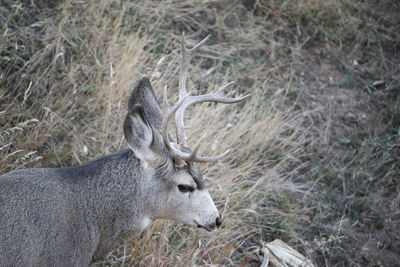 Side view of deer on field