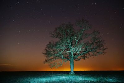 Tree by sea against sky at night