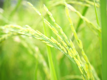 Close-up of crops growing on field