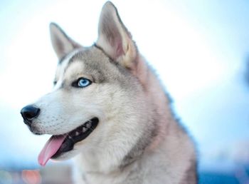 Close-up of a husky dog