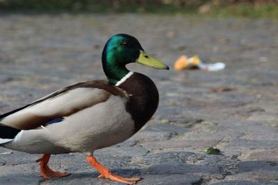 Close-up of mallard duck on land