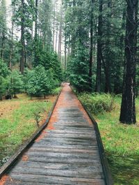 Dirt road in forest