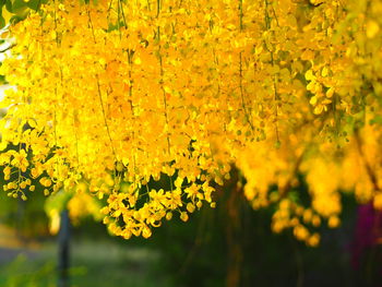 Close-up of yellow flowering plant