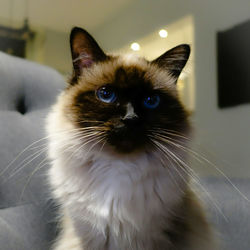 Close-up of cat at home