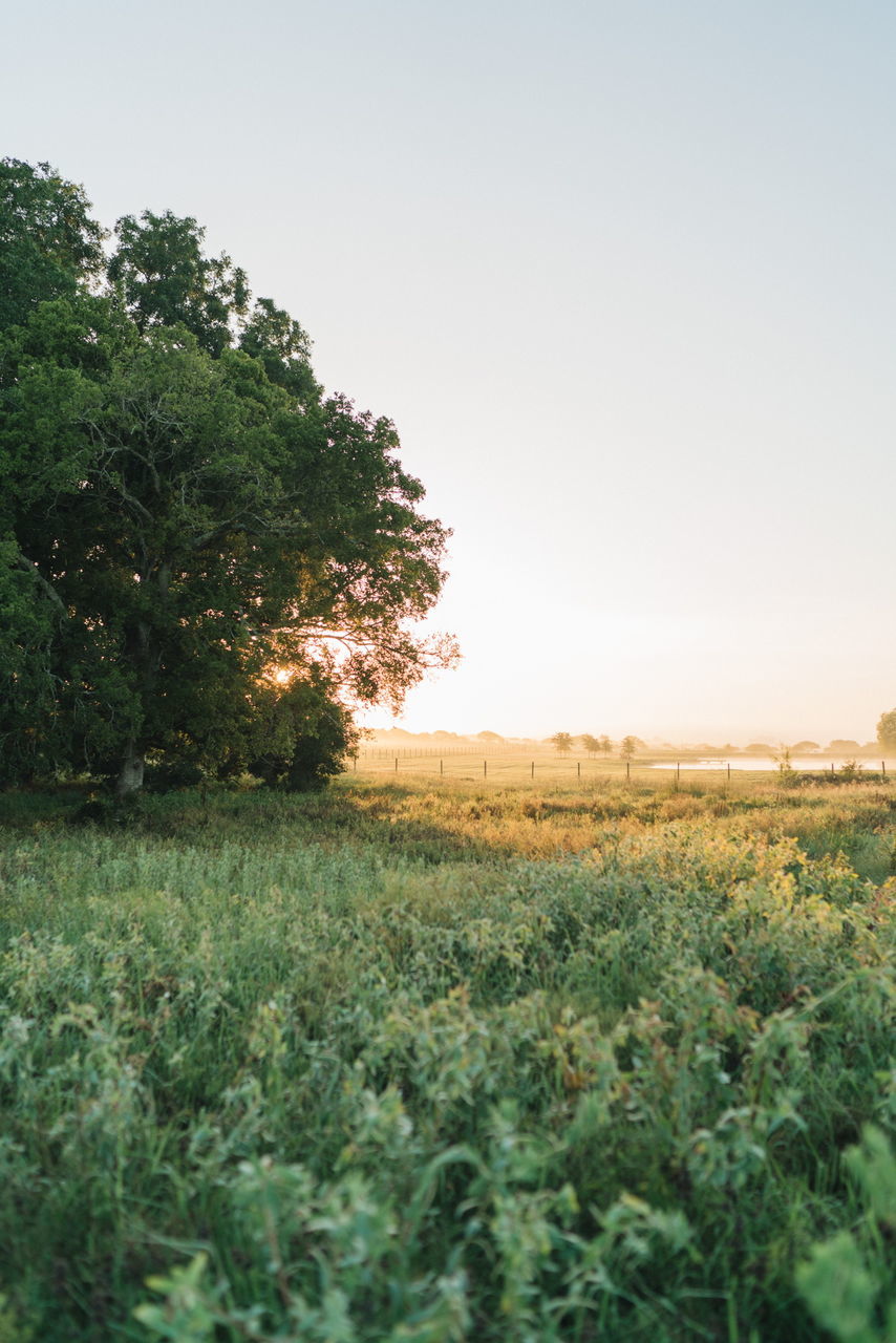 plant, sky, tranquil scene, field, scenics - nature, tranquility, land, tree, beauty in nature, landscape, environment, growth, nature, clear sky, green color, no people, agriculture, day, rural scene, non-urban scene, outdoors