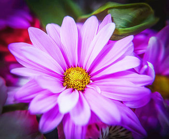 Close-up of purple flower blooming outdoors