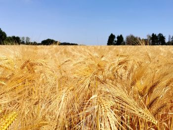 Scenic view of wheat field against clear sky