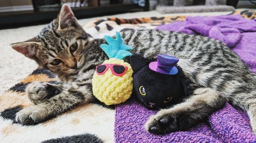 Portrait of cat with toy