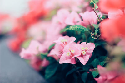 Close-up of pink flowers