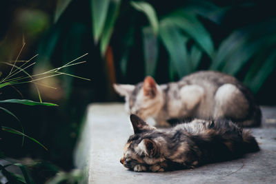 Cat sleeping