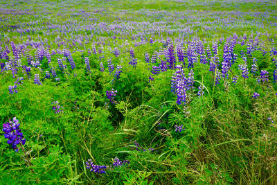 Purple flowering plants on field