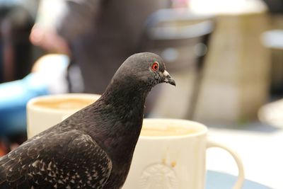 Close-up of pigeon by coffees on table