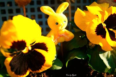 Close-up of yellow flower