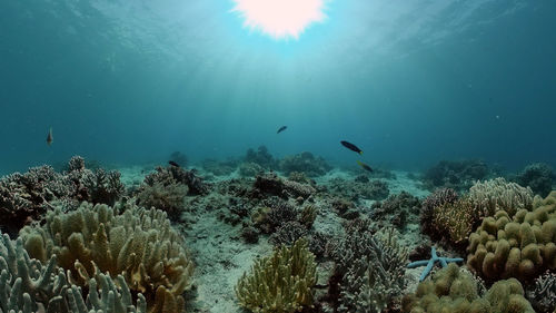 Underwater fish reef marine. tropical colourful underwater seascape. philippines.