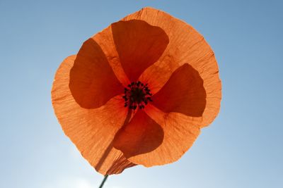 Low angle view of red leaf against clear sky