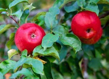 Close-up of apples on tree