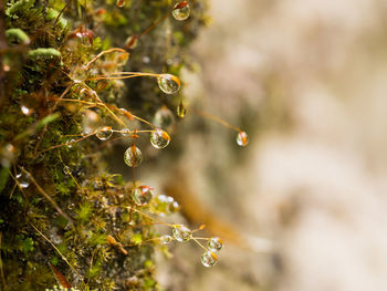 Close-up of water drops on plant