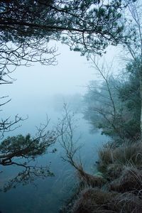 Scenic view of lake in forest