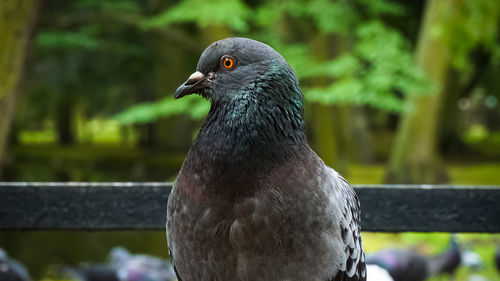 Close-up of pigeon perching on railing