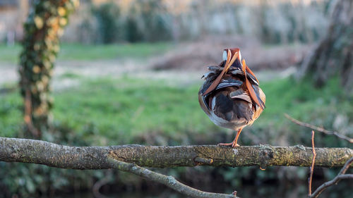 Close-up of bird perching on branch