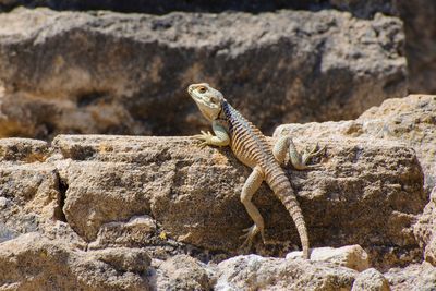 Lizard on rock