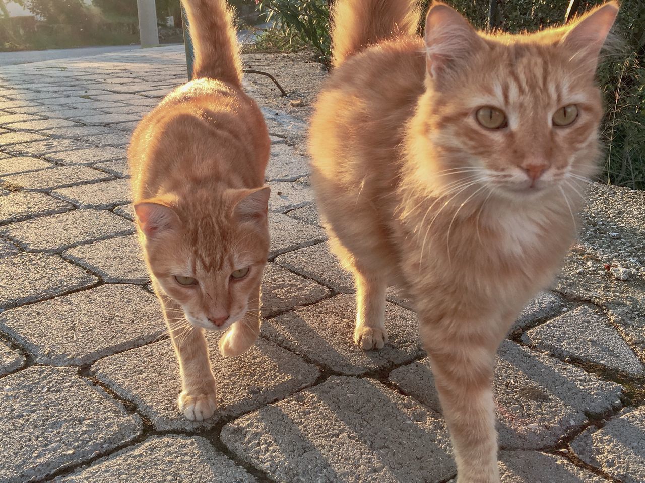 PORTRAIT OF CAT STANDING ON FOOTPATH