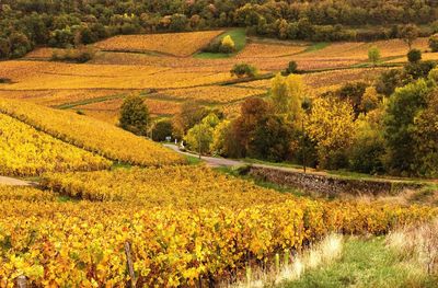 Scenic view of vineyard