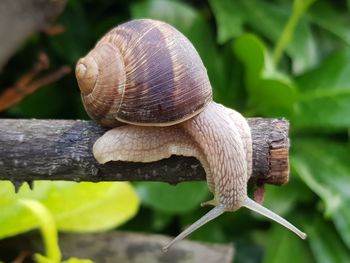 Close-up of snail on leaf