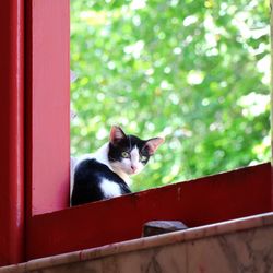 A cute black and white cat sitting at the window and looking wonder with green leaves background.