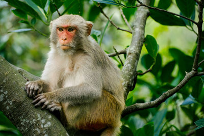 Wildlife tropical monkey portrait