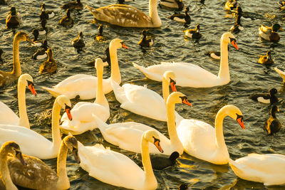 High angle view of swans swimming in lake