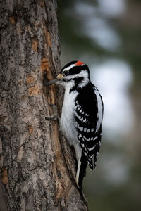 woodpecker