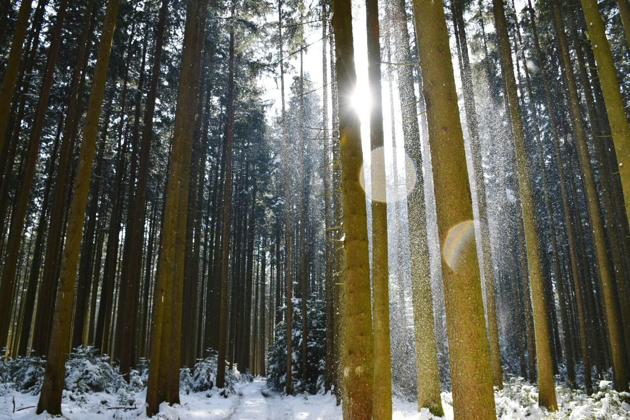 snow, winter, cold temperature, tree, season, weather, tranquility, forest, nature, tranquil scene, beauty in nature, frozen, woodland, tree trunk, covering, scenics, white color, landscape, non-urban scene, growth