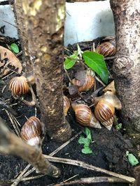 High angle view of shells on tree trunk