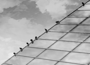 Low angle view of birds perching on power lines against sky