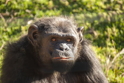 Chimpanzee in south africa