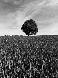 View of field against sky