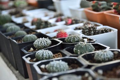 Close-up of succulent plant in market