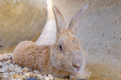 Close-up of an animal