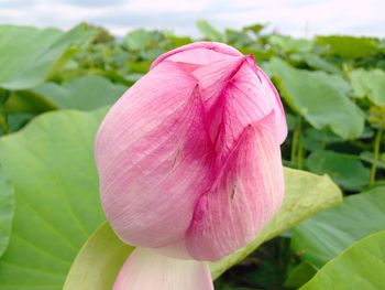 Close-up of pink flowers