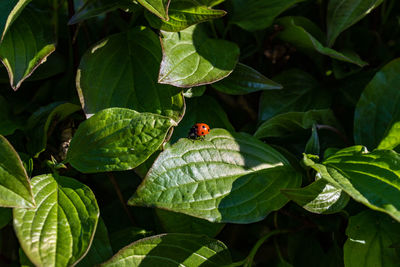 Close-up of ladybug on leaf