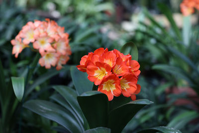 Close-up of flowering plants