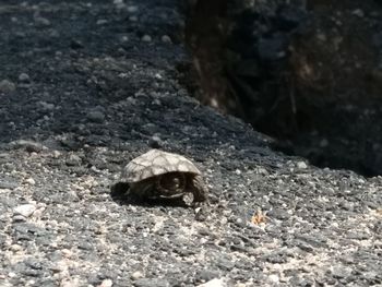 Close-up of tortoise on ground