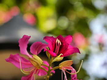 Close-up of pink flowers blooming outdoors