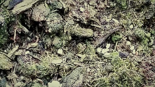 Full frame shot of tree stump