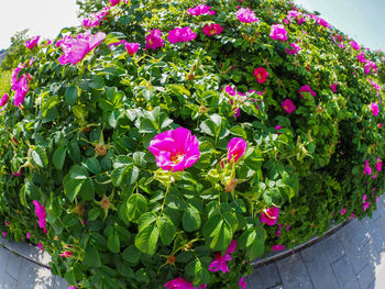 High angle view of pink flowering plants