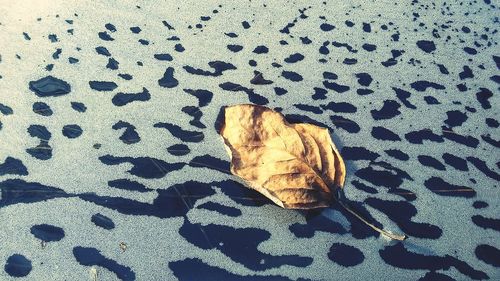 High angle view of cat on dry leaf