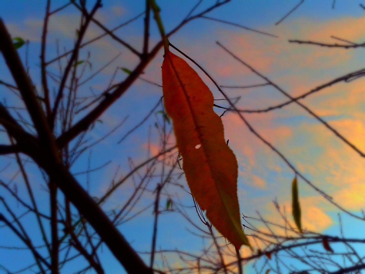 sunset, orange color, sky, nature, branch, beauty in nature, close-up, tranquility, focus on foreground, plant, growth, twig, low angle view, stem, dry, bare tree, outdoors, scenics, leaf, dusk