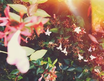 Close-up of flowers