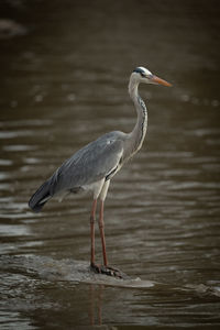 Bird perching on a lake